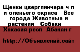 Щенки цвергпинчера ч/п и оленьего окраса - Все города Животные и растения » Собаки   . Хакасия респ.,Абакан г.